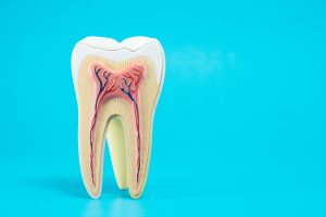 tooth anatomy on blue background.